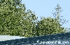 Filename=IS_IMG_7478.jpg
Filesize=287KB
Dimensions=600x392
Date added=Aug 28, 2010 IS_IMG_7478.jpg